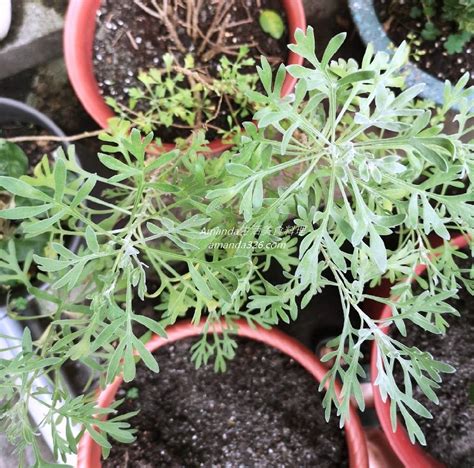 芙蓉菊避邪|芙蓉要怎麼種